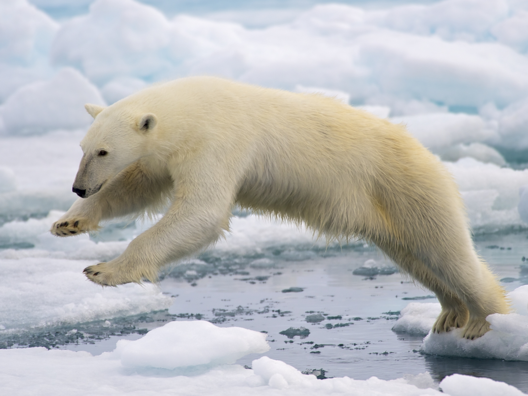 picture of polar bear